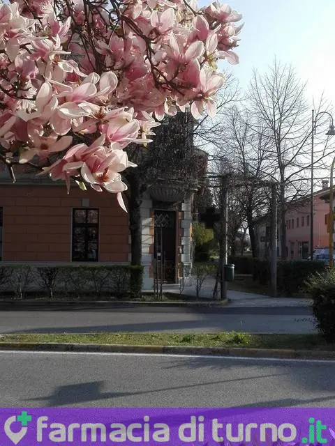 Farmacia alla Madonna